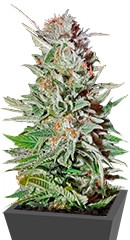 Super Lemon Haze Auto fem (Green House Seeds) семена конопли