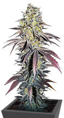 Black Cherry Gushers fem от Barney's Farm семена конопли