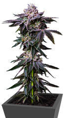 Z42 fem (FastBuds) семена конопли