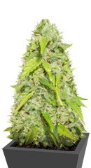 Devotchka Auto fem (Doctor’s Choice) семена конопли