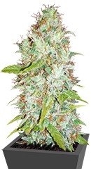 Afghan Kush X Skunk fem (World of Seeds) семена конопли