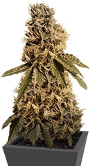 LSD fem (Barney's Farm) семена конопли