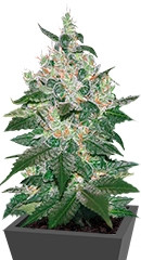 Afghan Kush fem (World of Seeds) семена конопли
