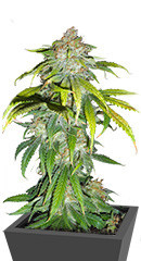 Blueberry Hill fem (Herbies Seeds) семена конопли