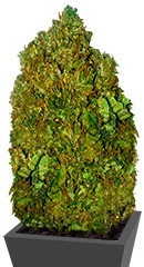 Money Bush fem семена конопли