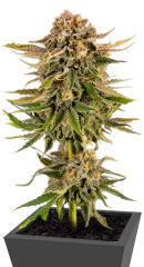 Baby Runtz Autoflower fem (Easy Grow Seeds) семена конопли