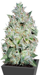 Afghan Kush Special fem (World of Seeds) семена конопли
